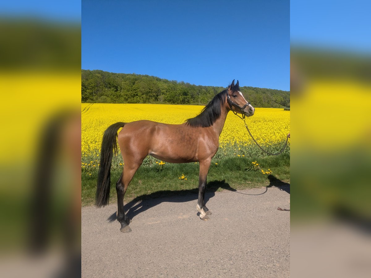 Poni alemán Mestizo Yegua 3 años 145 cm Castaño in Kirchworbis