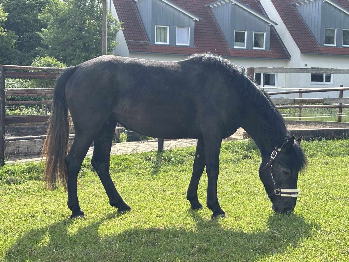 Poni alemán Mestizo Yegua 3 años 147 cm Negro in Dortmund