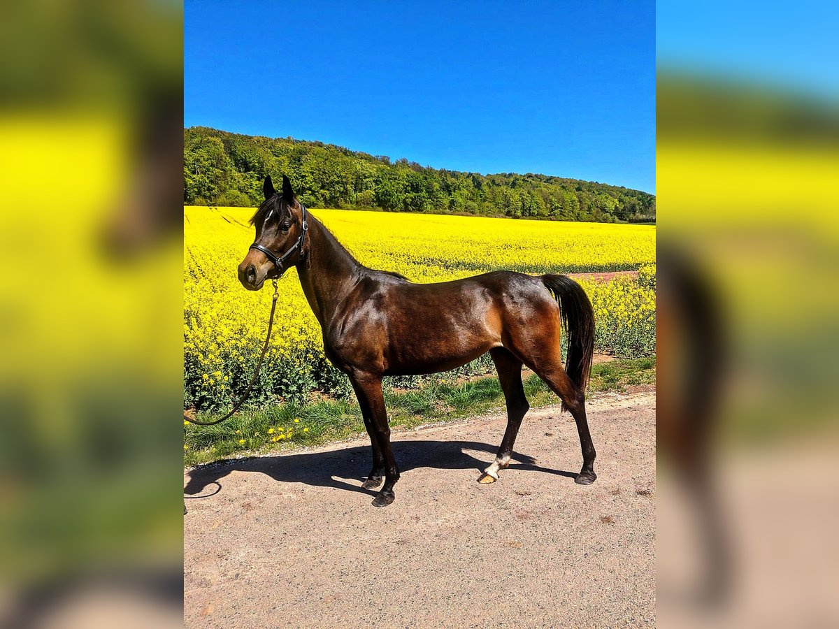 Poni alemán Mestizo Yegua 3 años 148 cm Castaño oscuro in Ferna