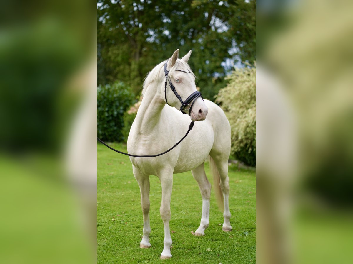 Poni alemán Yegua 3 años 152 cm Cremello in D&#xF6;rpum