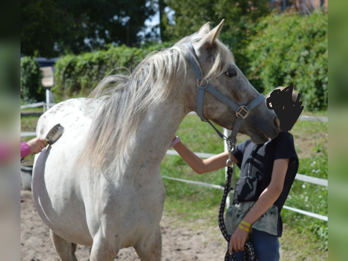 Poni alemán Mestizo Yegua 4 años 135 cm Atigrado/Moteado in genthin