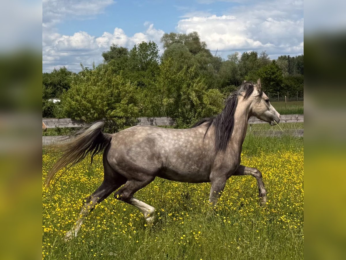 Poni alemán Yegua 4 años 141 cm in Nersingen