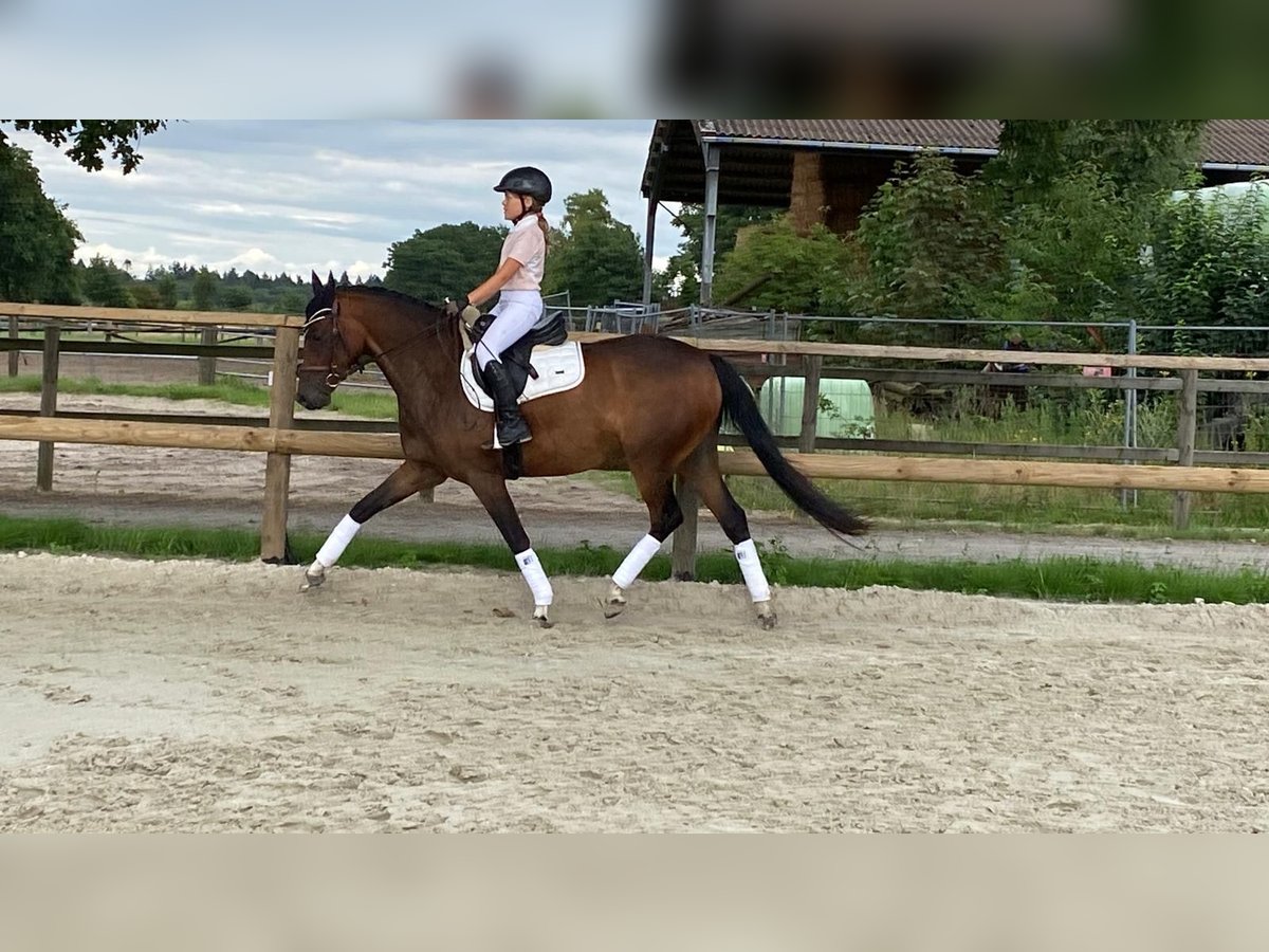 Poni alemán Yegua 4 años 145 cm Castaño oscuro in Bramsche