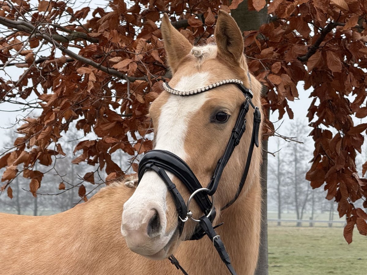 Poni alemán Yegua 4 años 146 cm Palomino in Trebbin