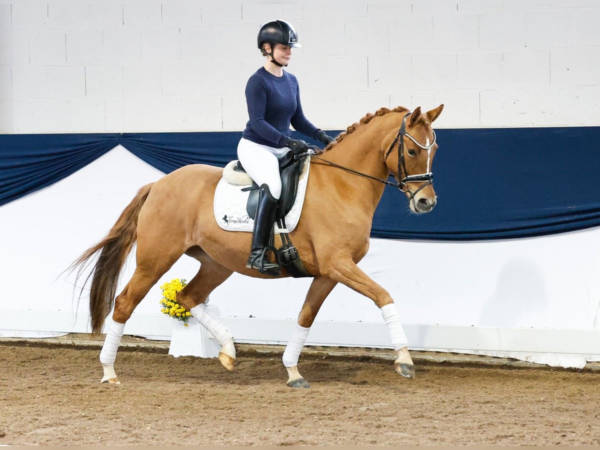 Poni alemán Yegua 4 años 147 cm Bayo in Marsberg