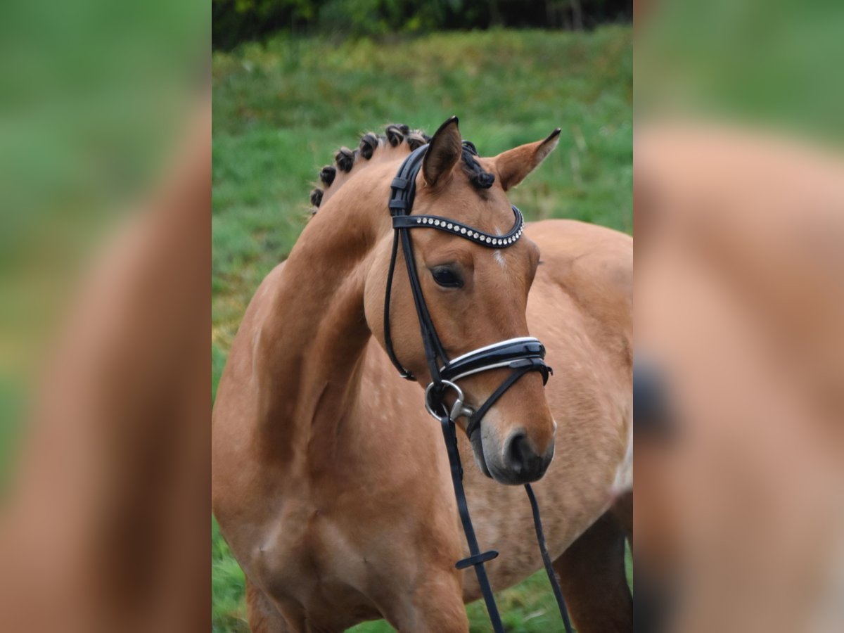 Poni alemán Yegua 5 años 143 cm Bayo in Paderborn