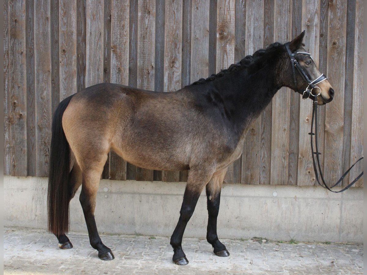 Poni alemán Yegua 5 años 143 cm Buckskin/Bayo in Wiesloch