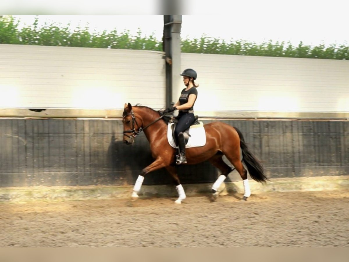Poni alemán Yegua 5 años 144 cm Castaño in WaldfeuchtHeinsberg