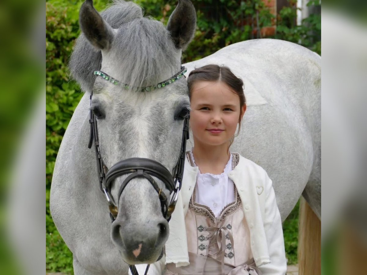 Poni alemán Yegua 5 años 146 cm Tordo in Nordkirchen