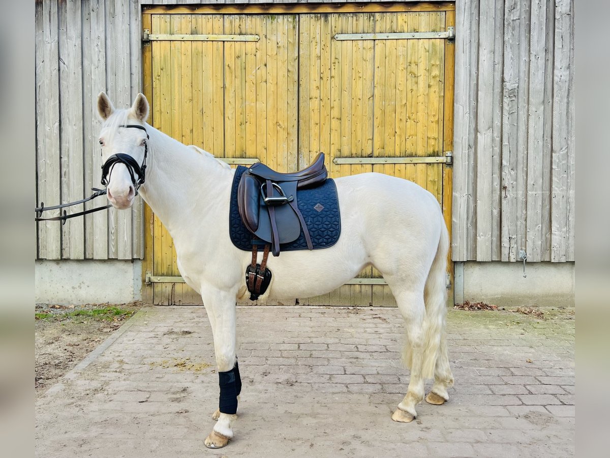 Poni alemán Yegua 5 años 147 cm Cremello in Hamburg