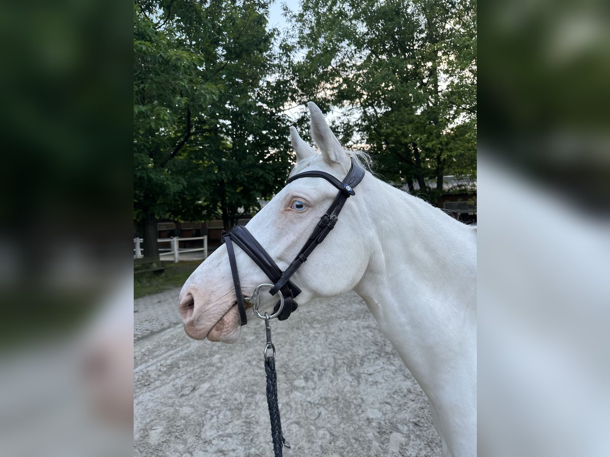 Poni alemán Yegua 5 años 148 cm Cremello in Hamburg