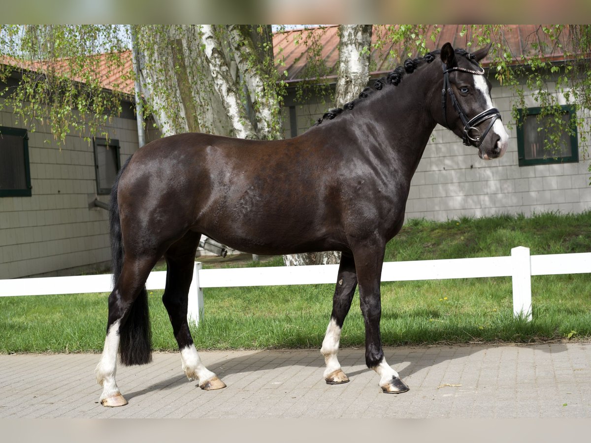 Poni alemán Yegua 5 años 148 cm Negro in Groß Kreutz