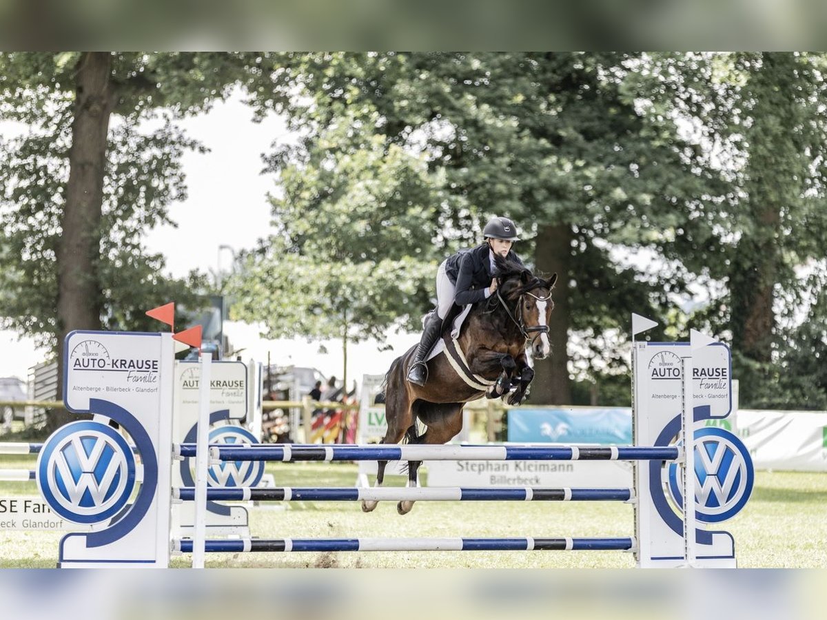 Poni alemán Yegua 6 años 146 cm Castaño oscuro in Osnabr&#xFC;ck