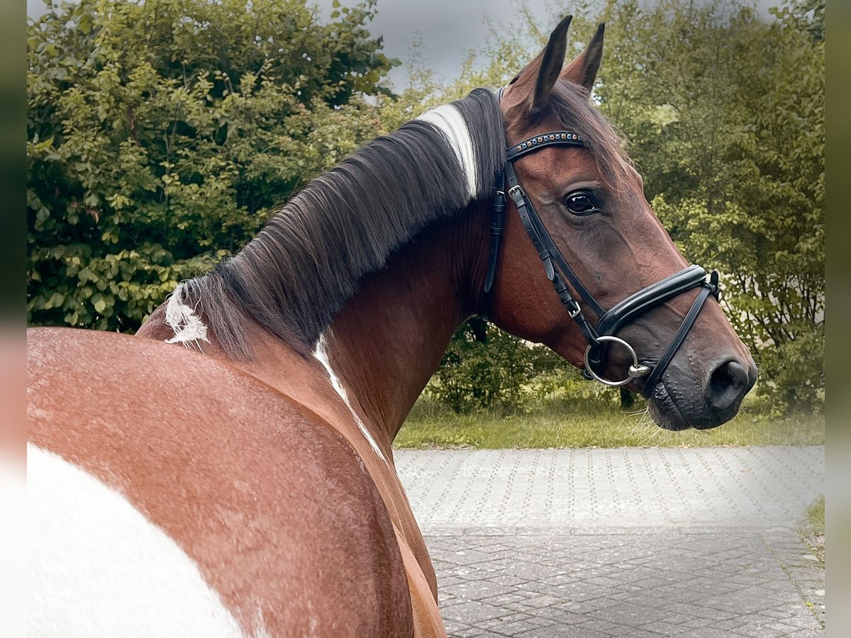 Poni alemán Yegua 6 años 146 cm Pío in Emsdetten