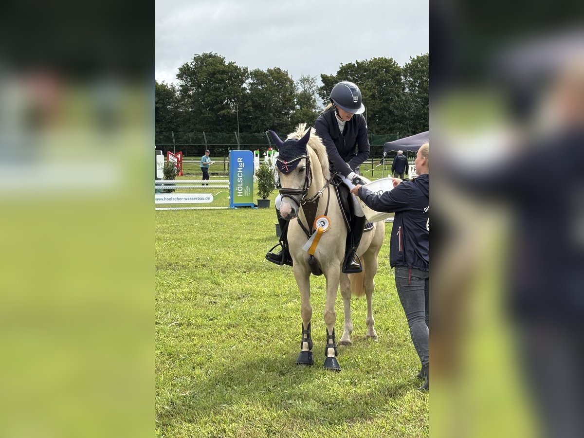 Poni alemán Yegua 6 años 148 cm Palomino in Haren