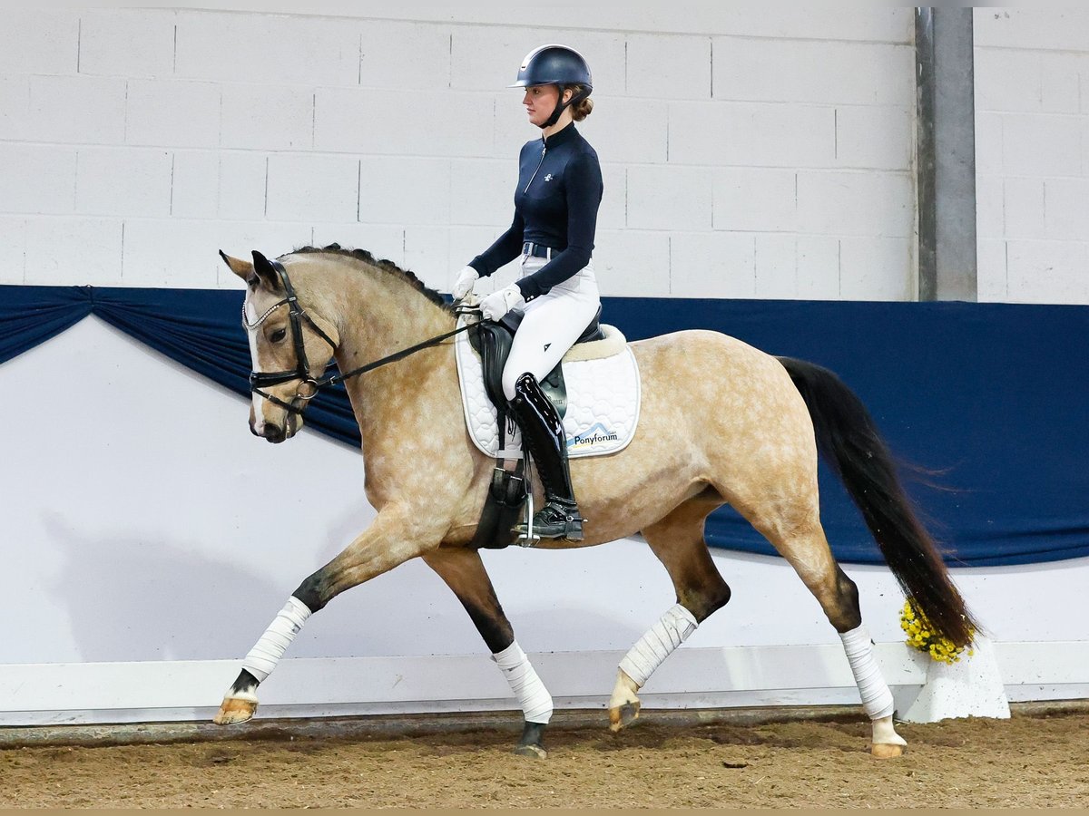 Poni alemán Yegua 6 años 151 cm Bayo in Marsberg