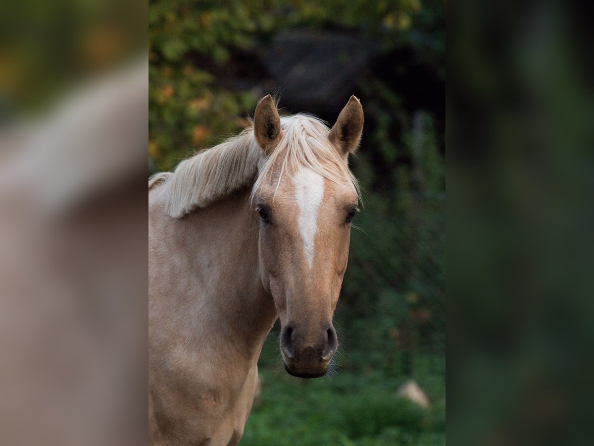 Poni alemán Yegua 7 años 142 cm Palomino in Neuss Poni alemán Yegua 7 años 142 cm Palomino in Neuss