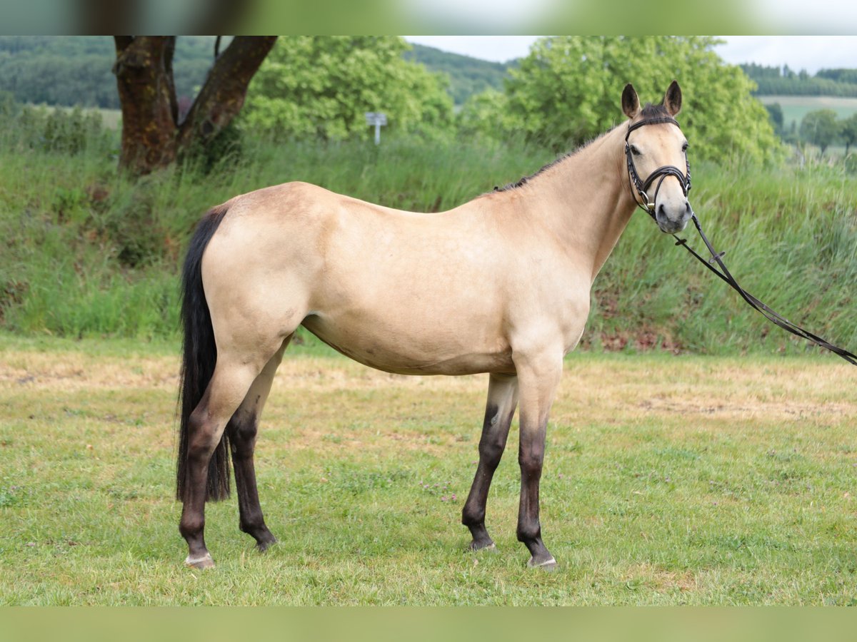 Poni alemán Yegua 7 años 143 cm Bayo in Neuenrade