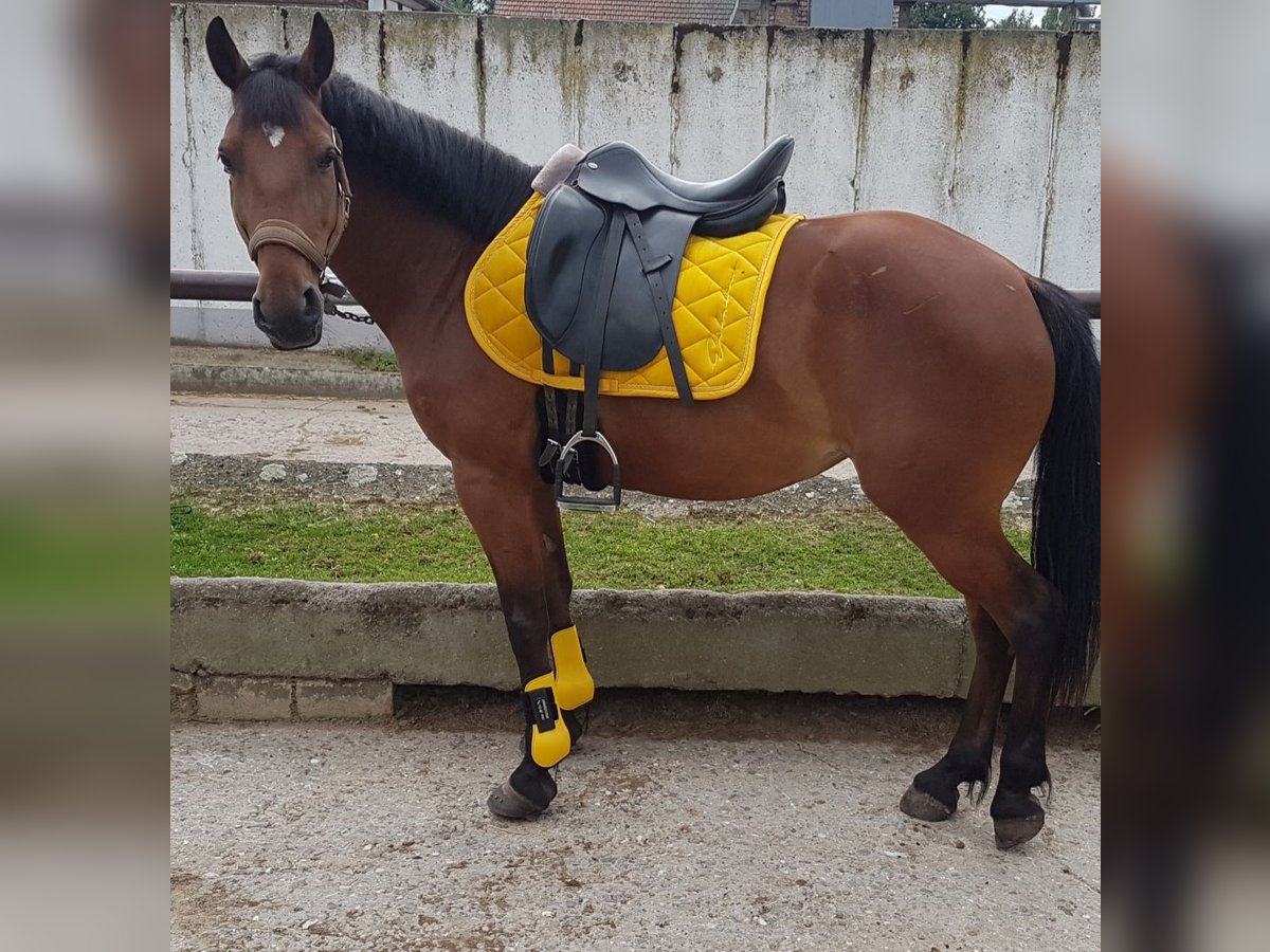 Poni alemán Mestizo Yegua 7 años 143 cm Castaño in Berlin