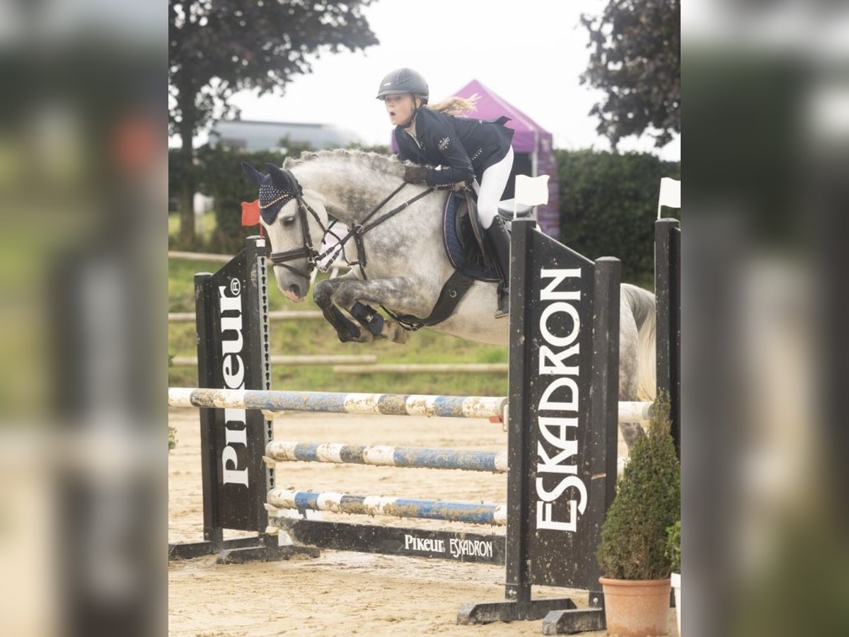 Poni alemán Yegua 7 años 146 cm Tordo rodado in Kalletal