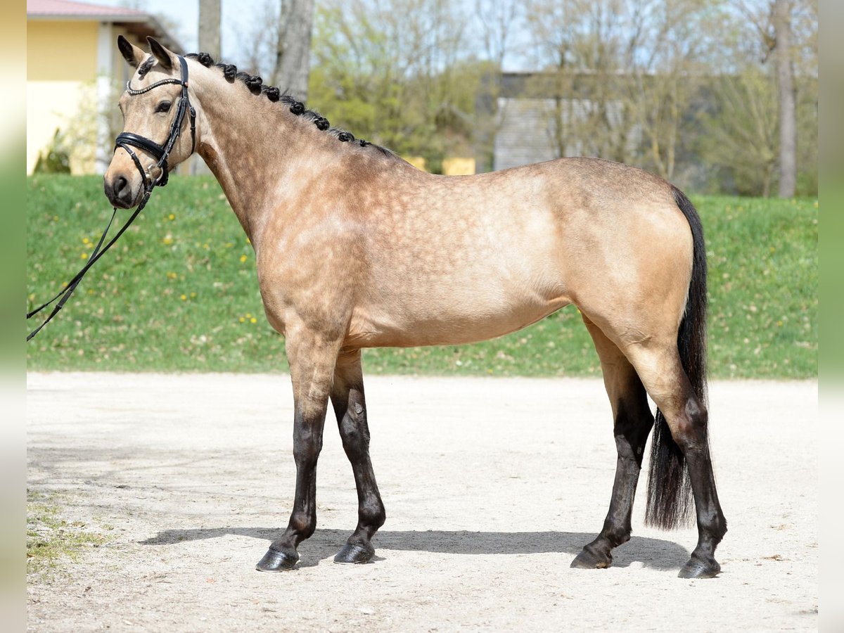 Poni alemán Yegua 7 años 148 cm Bayo in Stadl-paura