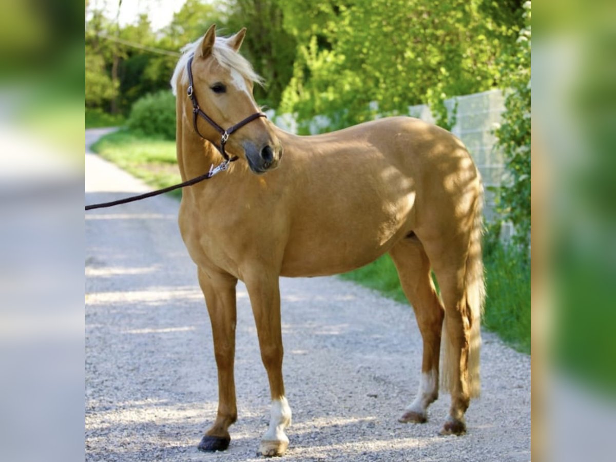 Poni alemán Yegua 7 años 148 cm Palomino in Nersingen