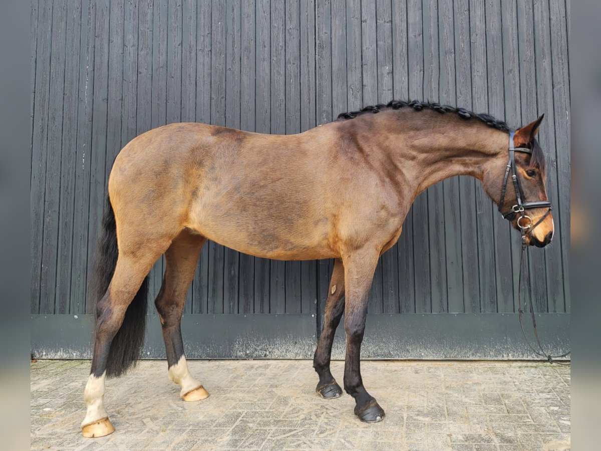 Poni alemán Yegua 7 años 152 cm Castaño in Rastede