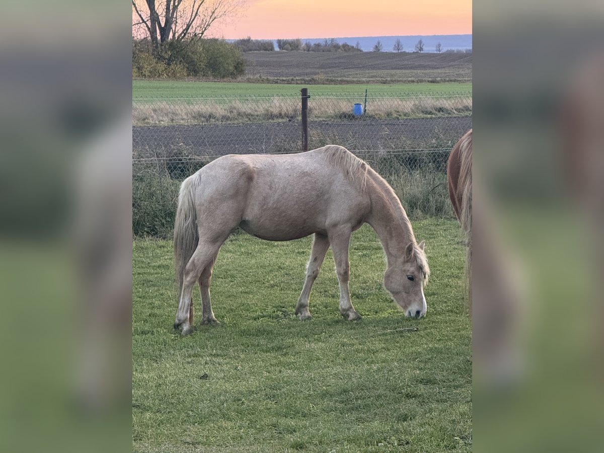 Poni alemán Yegua 7 años Palomino in Wanzleben
