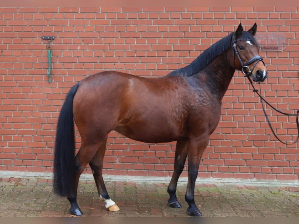 Poni alemán Yegua 8 años 143 cm Castaño in Hessisch Oldendorf
