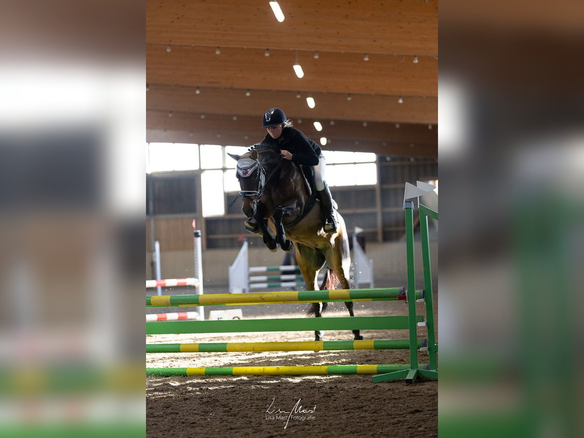 Poni alemán Yegua 8 años 147 cm Castaño in Kaltenbach