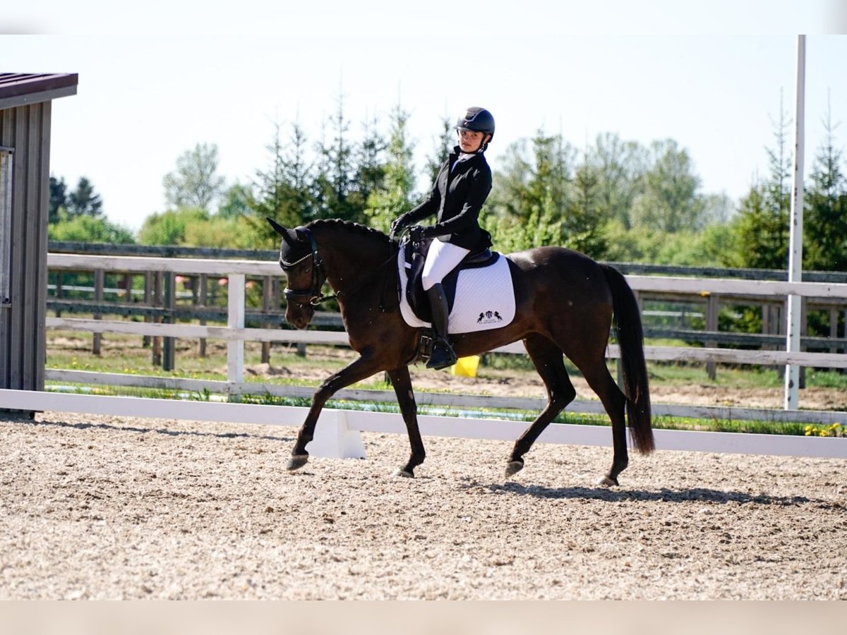 Poni alemán Mestizo Yegua 9 años 140 cm in Tartu