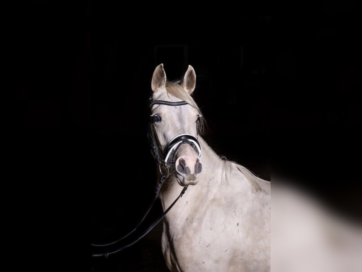 Poni alemán Yegua 9 años 140 cm Palomino in Recke