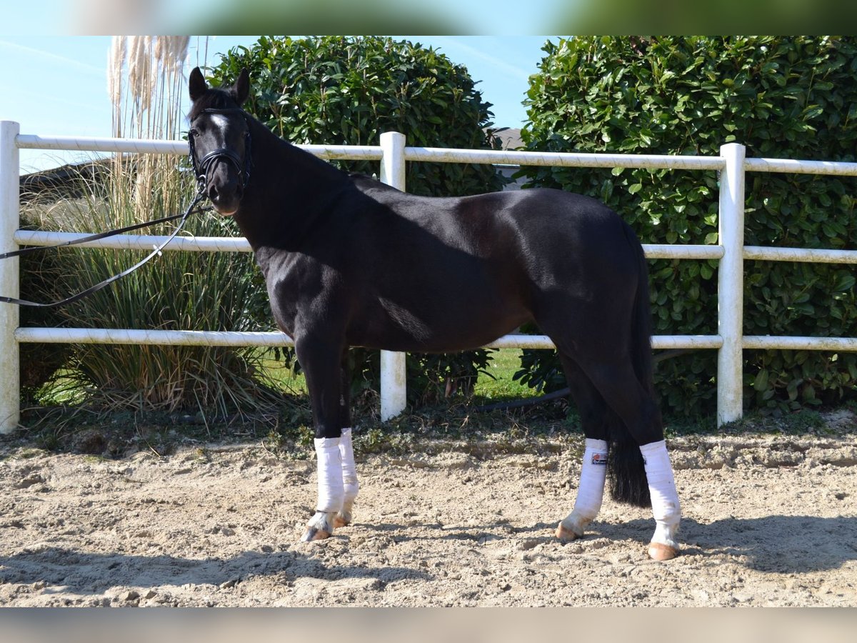 Poni alemán Yegua 9 años 147 cm Negro in Erftstadt