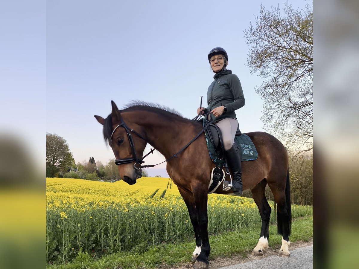 Poni alemán Yegua 9 años 149 cm Castaño in Lohmar