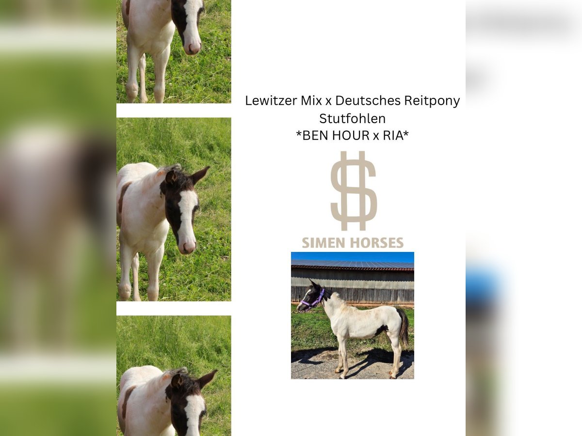 Poni alemán Mestizo Yegua Potro (04/2025) 140 cm Pío in Steinen