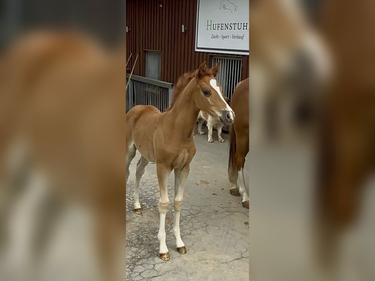 Poni alemán Yegua  Alazán in Lindlar