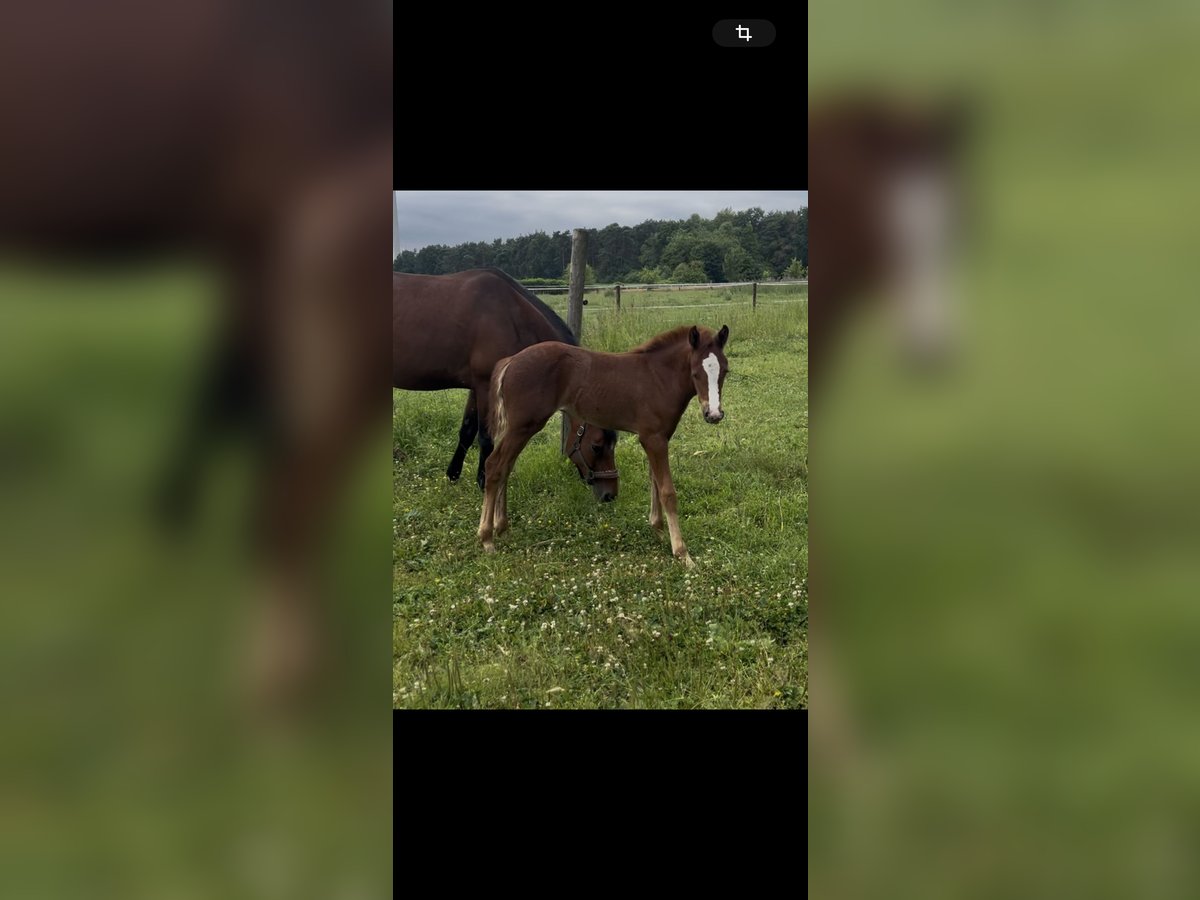Poni alemán Yegua  Alazán in Vreden