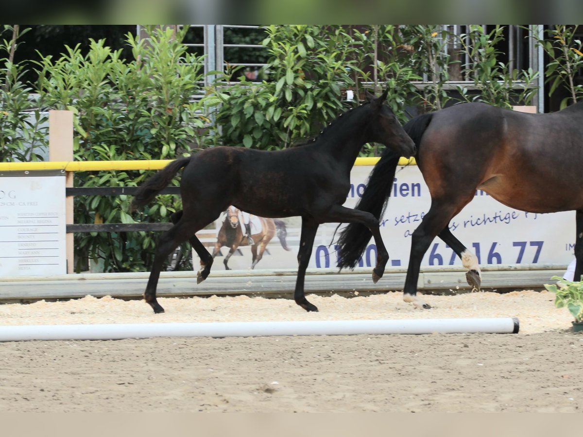 Poni alemán Yegua  Negro in Saterland
