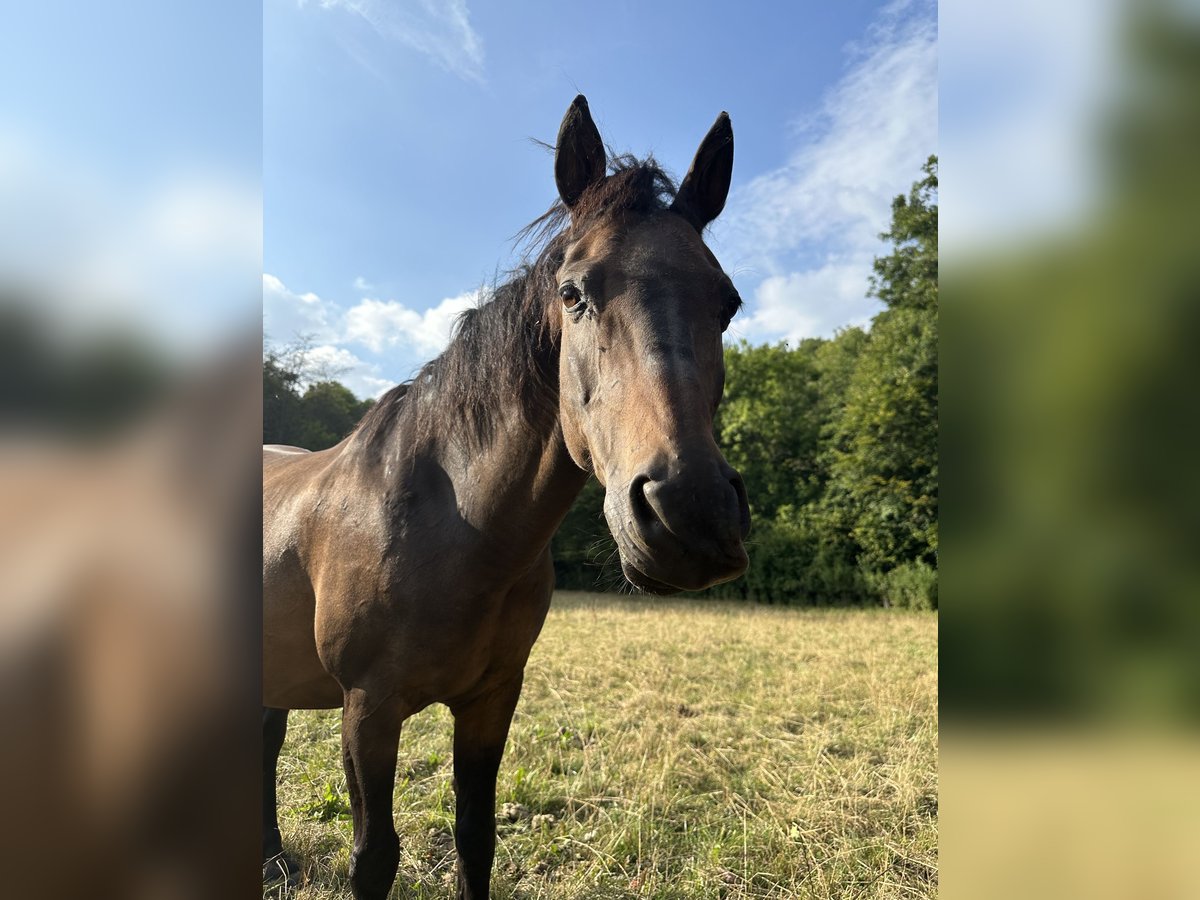 Poni clásico alemán Caballo castrado 23 años in Dillenburg