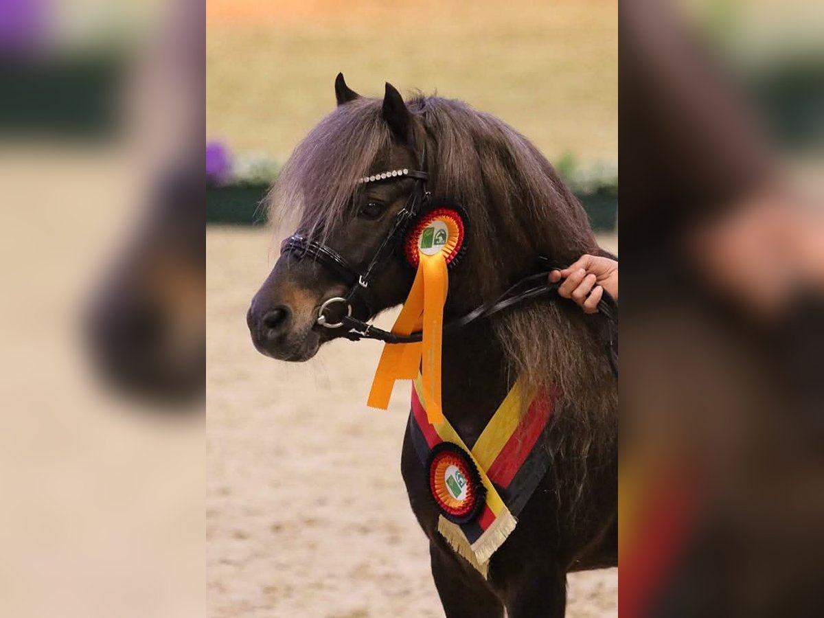 Poni clásico alemán Semental 11 años 112 cm in Edewecht