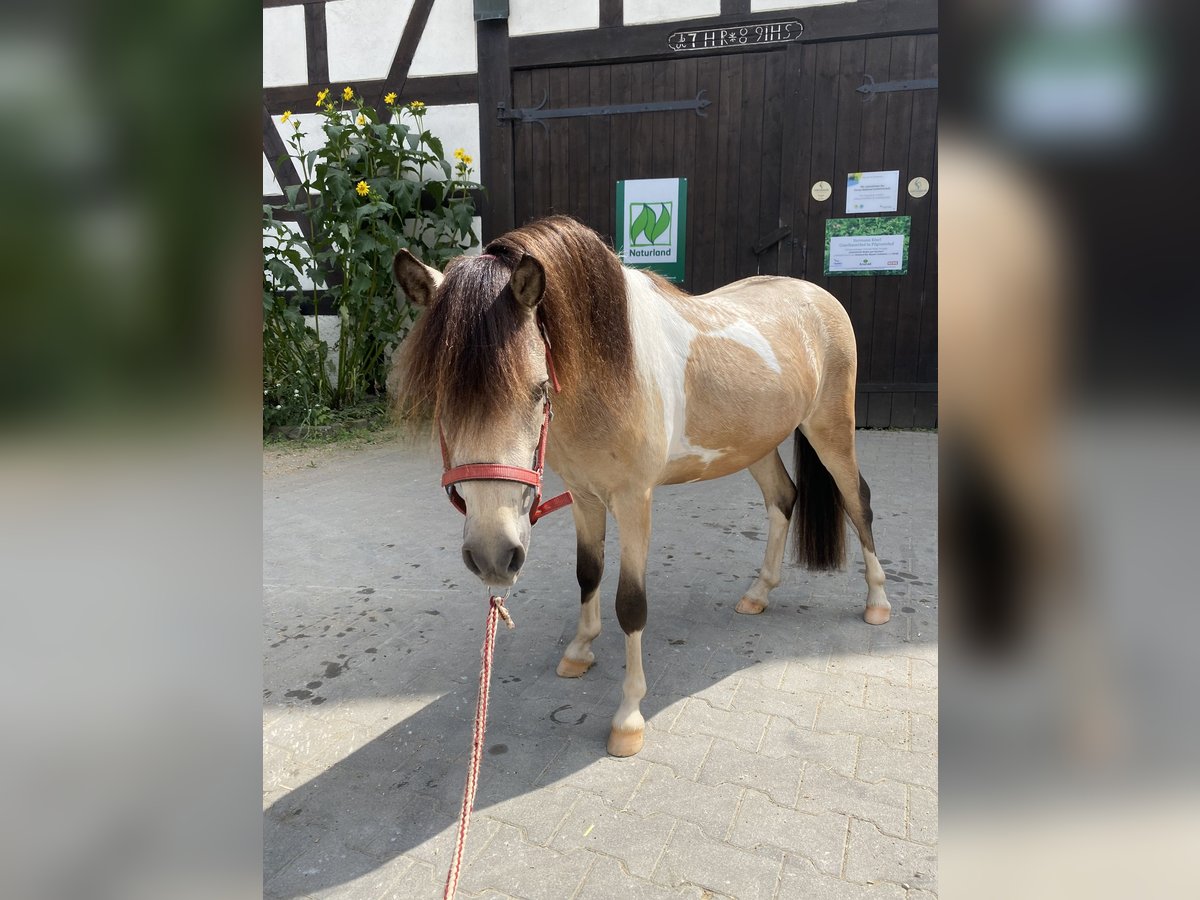 Poni clásico alemán Semental 2 años 105 cm Buckskin/Bayo in Neukirchen bei Sulzbach-Rosenberg