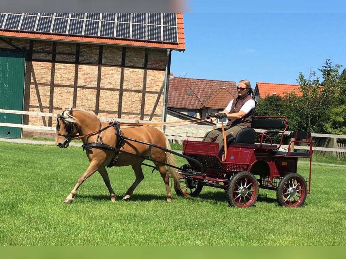 Poni clásico alemán Yegua 13 años 110 cm Alazán in Goslar