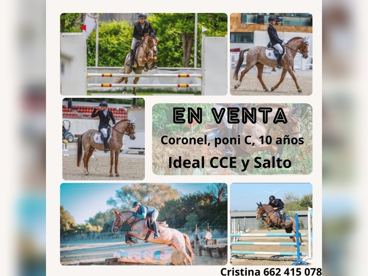 Poni clásico Mestizo Caballo castrado 10 años 138 cm Overo-todas las-capas in Puerto Real