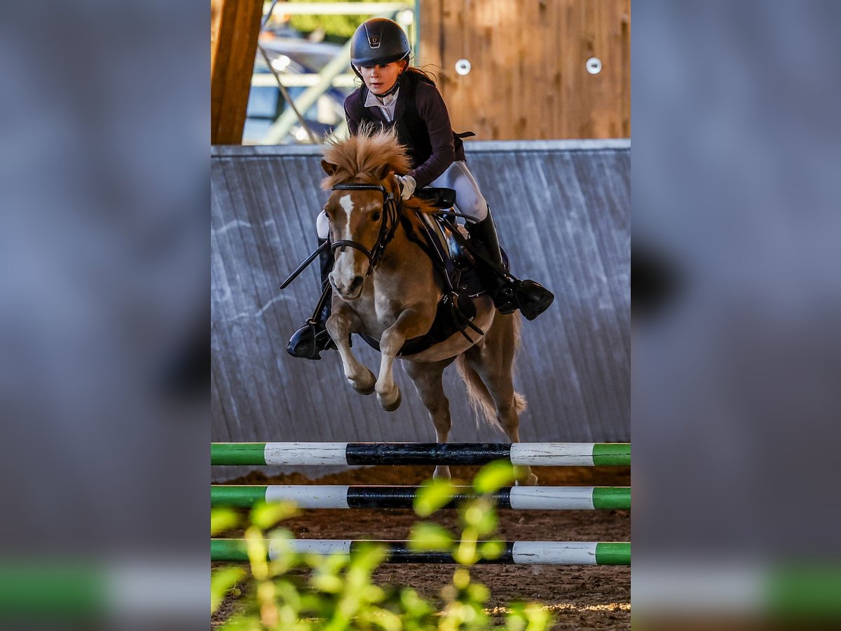 Poni clásico Caballo castrado 11 años 100 cm Alazán in Bosque, El (Urbanizacion)