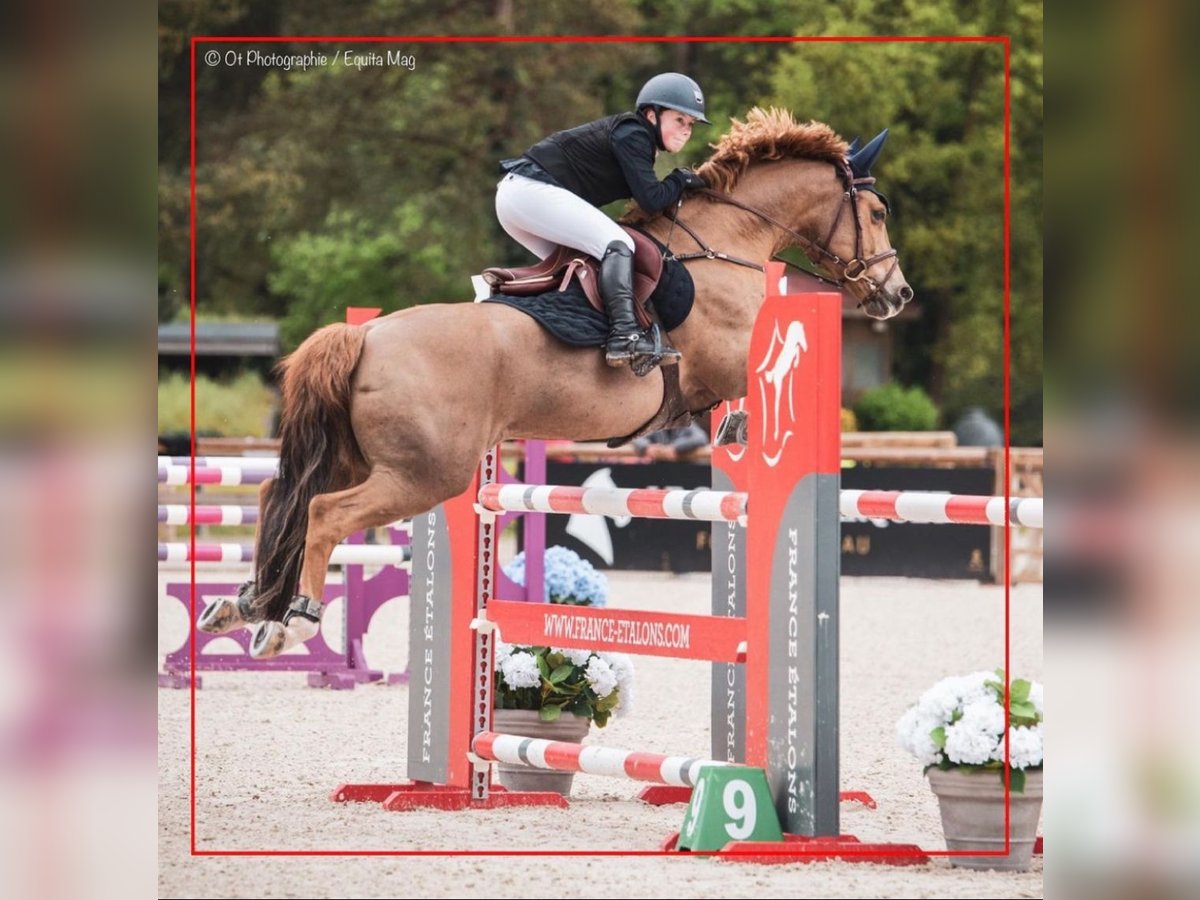 Poni clásico Caballo castrado 11 años 149 cm Alazán in Mons