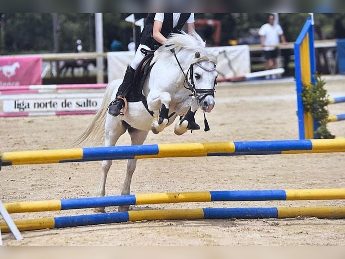 Poni clásico Caballo castrado 14 años 108 cm Tordo in Pola De Siero