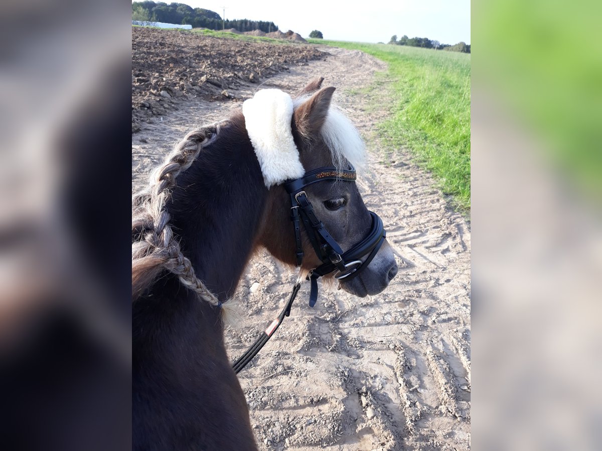 Poni clásico Caballo castrado 19 años 100 cm Alazán-tostado in Wegberg