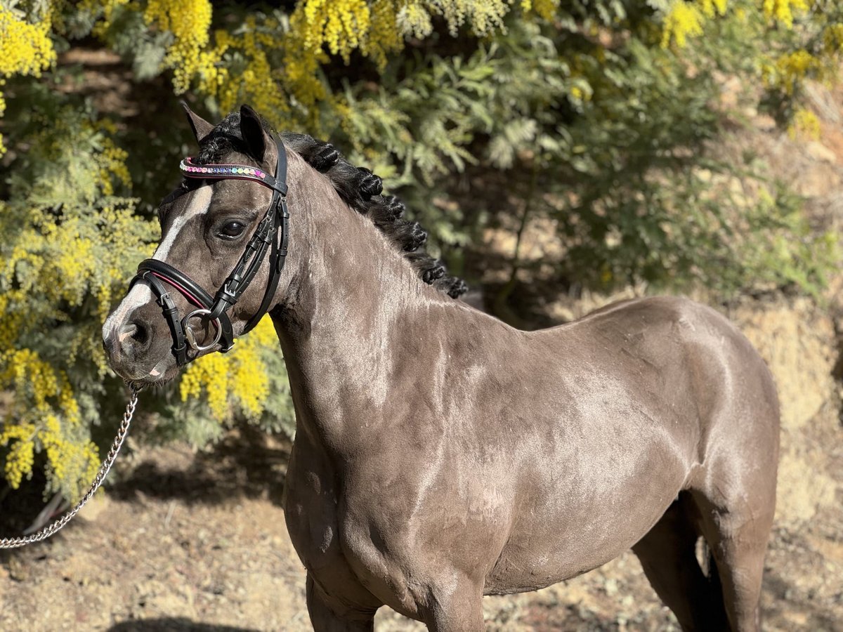 Poni clásico Caballo castrado 7 años 123 cm Negro in Riudarenes