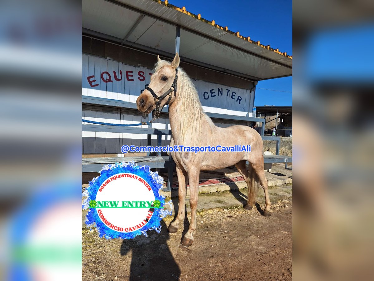 Poni clásico Caballo castrado 7 años 135 cm Palomino in Solarino