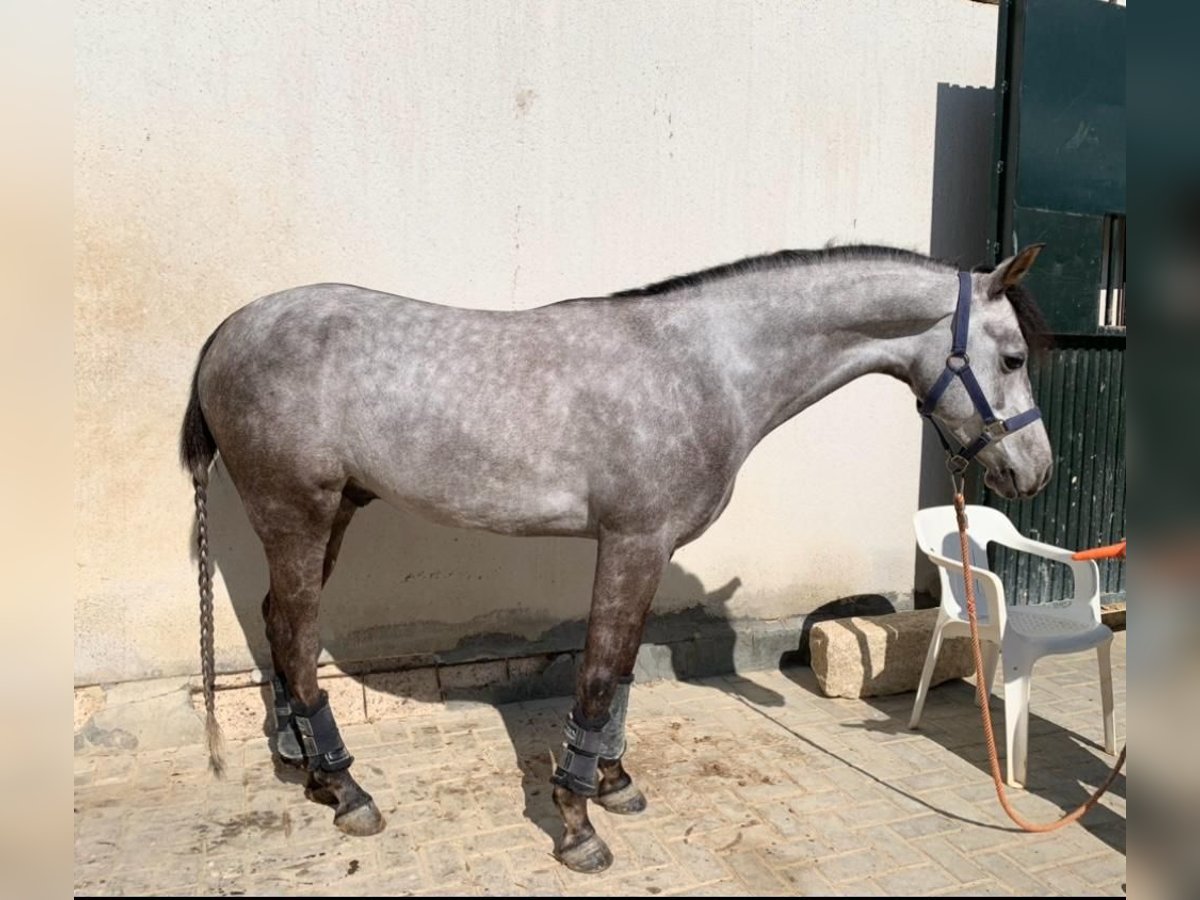 Poni clásico Caballo castrado 7 años 141 cm Tordo in Bormujos